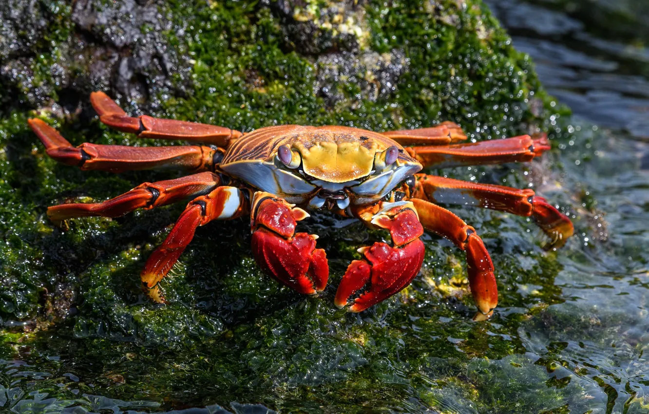 Photo wallpaper water, red, shore, crab