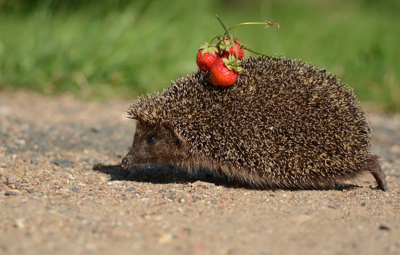 Photo wallpaper summer, hedgehog, runs