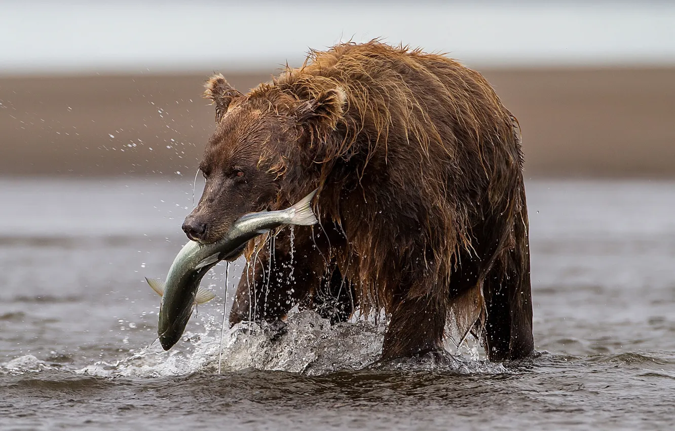 Photo wallpaper river, fishing, fish, bear, catch, trout