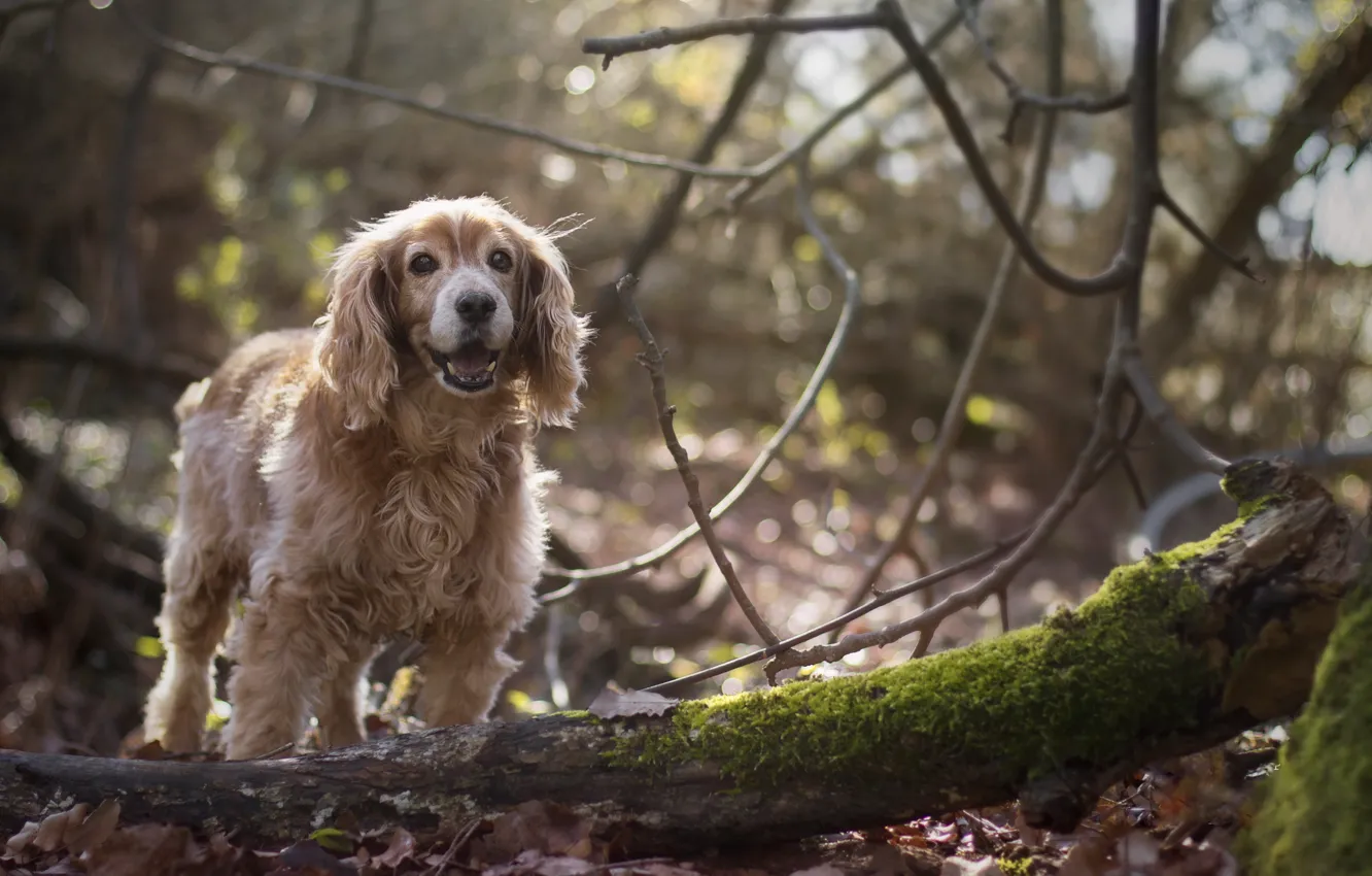 Photo wallpaper autumn, forest, trees, branches, dog, puppy, log, bokeh