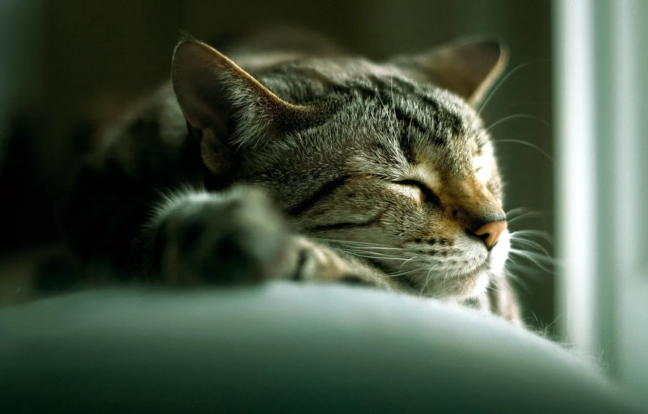Photo wallpaper muzzle, sleeping, tabby cat
