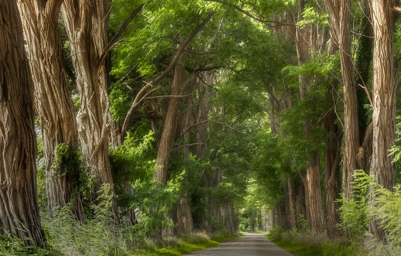 Photo wallpaper road, summer, trees, nature