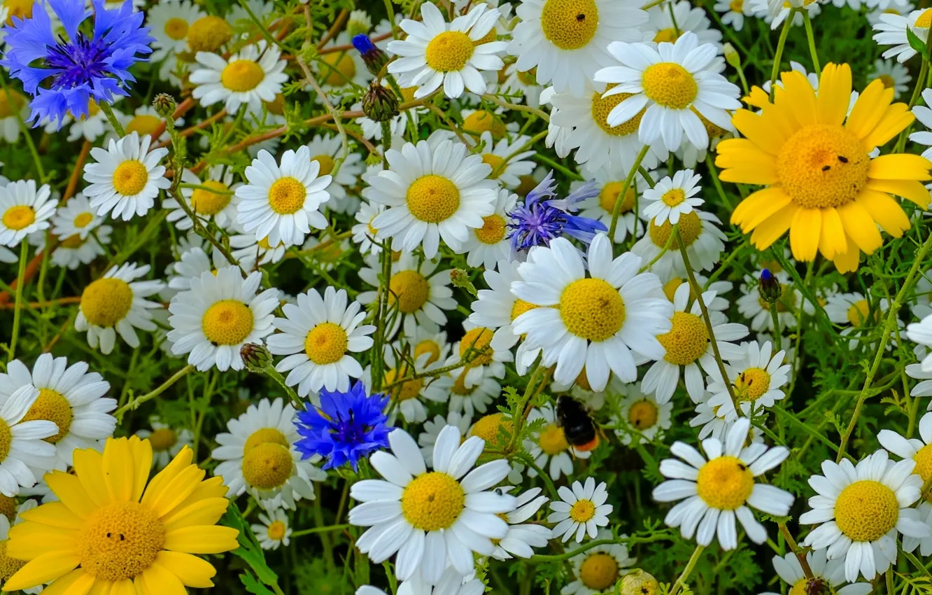 Photo wallpaper chamomile, meadow, bumblebee, cornflowers