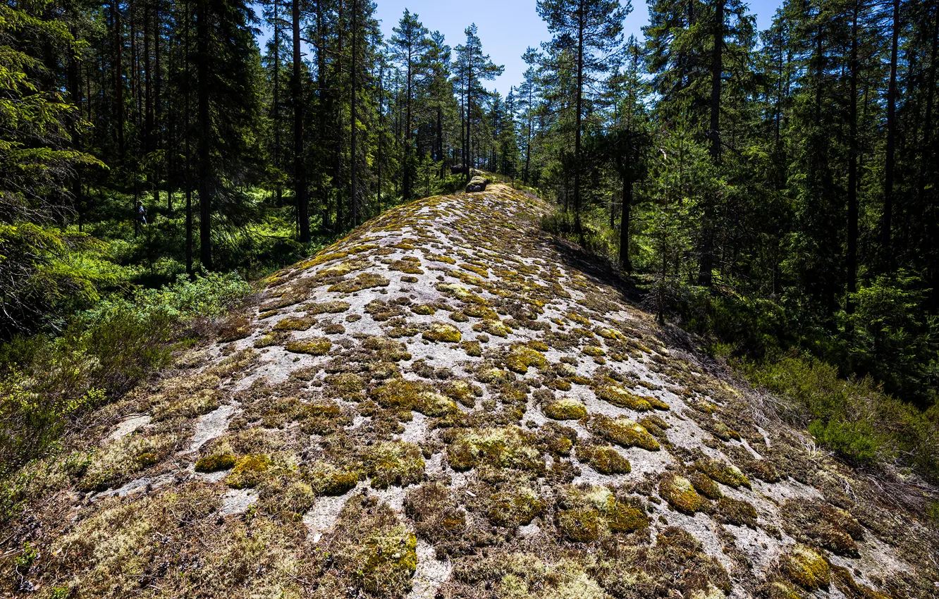 Photo wallpaper forest, nature, moss, Sweden