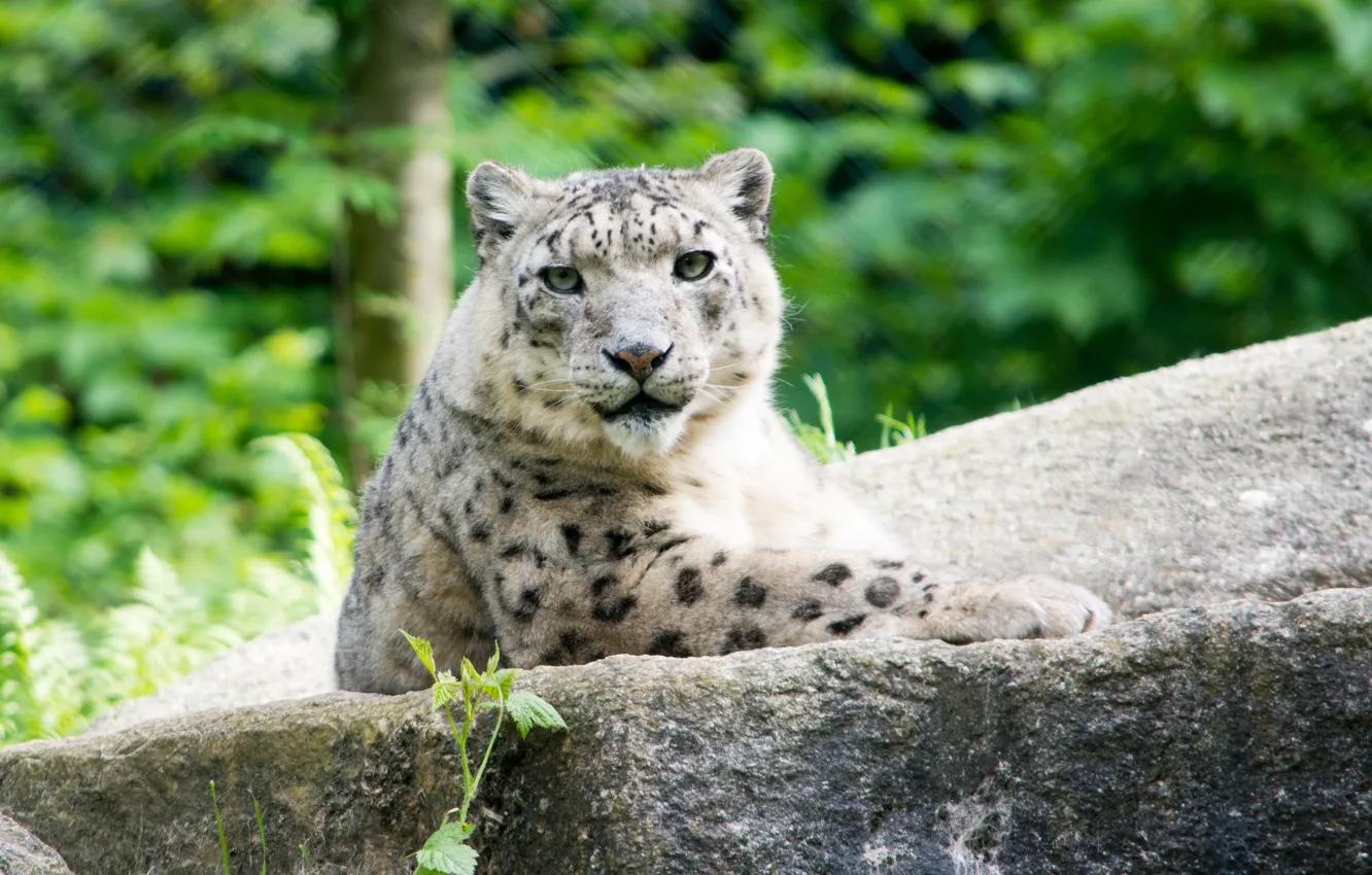 Photo wallpaper cat, look, stones, IRBIS, snow leopard