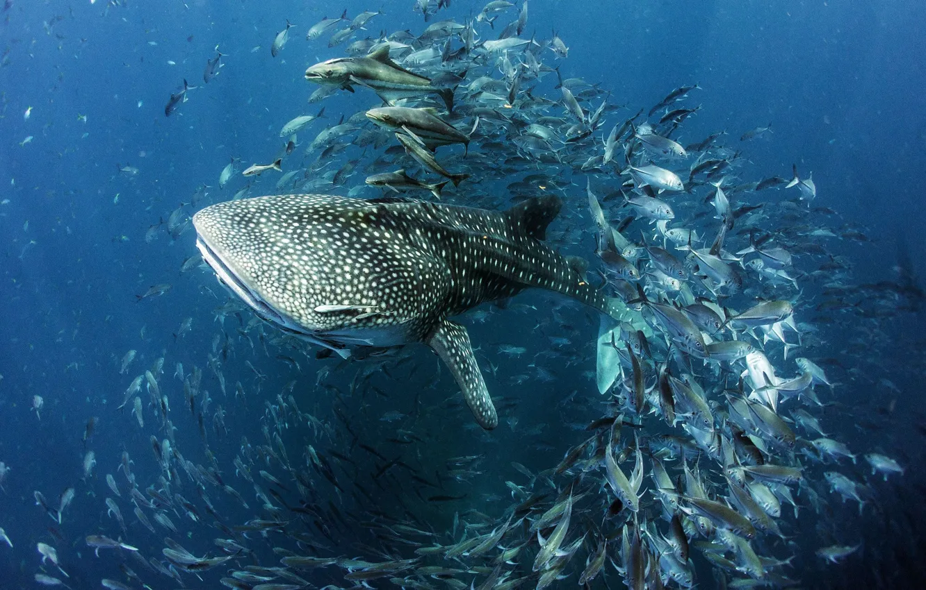 Photo wallpaper water, fish, shark, under water, The largest of the currently existing species, The whale shark