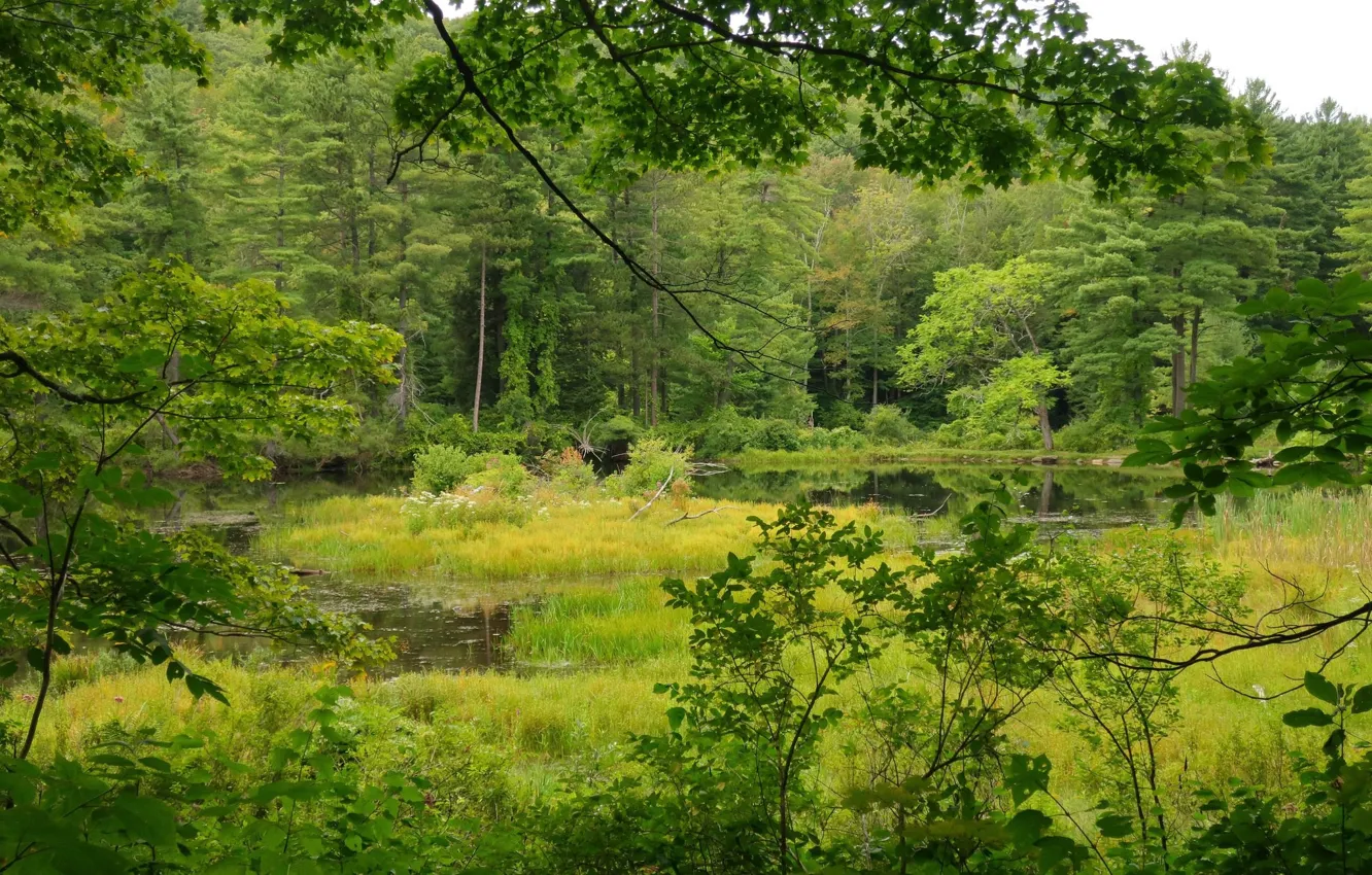Photo wallpaper greens, summer, plant