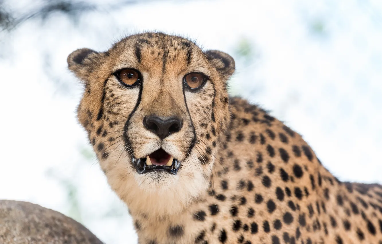 Photo wallpaper cat, look, background, Cheetah