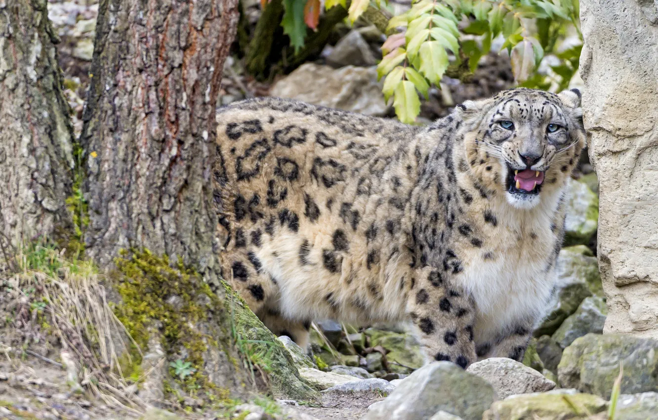 Photo wallpaper cat, trees, stones, grin, IRBIS, snow leopard, ©Tambako The Jaguar
