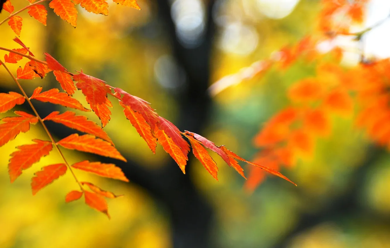 Photo wallpaper autumn, leaves, branches