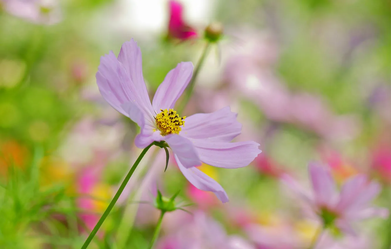 Photo wallpaper flowers, background, blur, pink, kosmeya