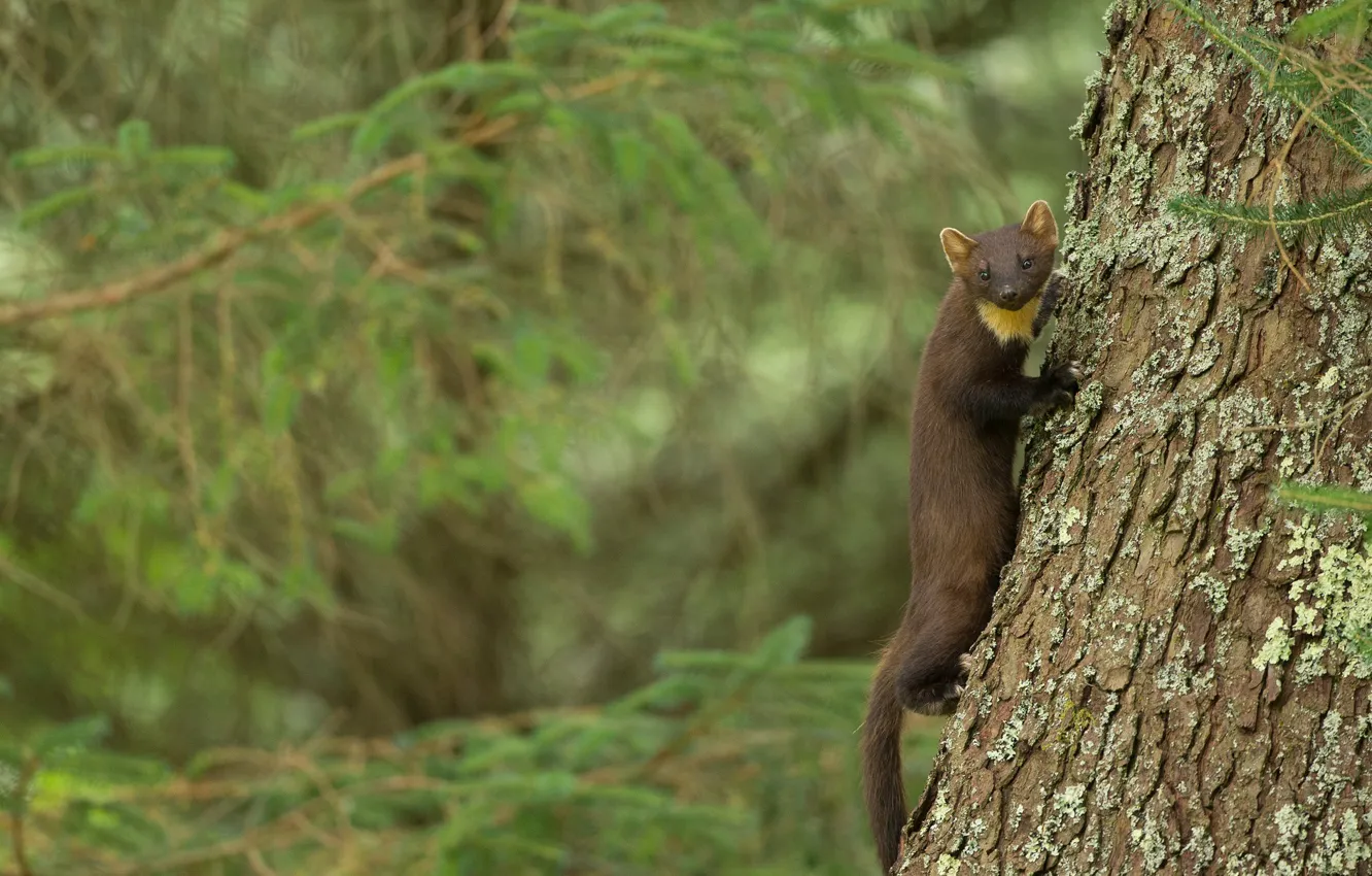 Photo wallpaper trees, predator, marten
