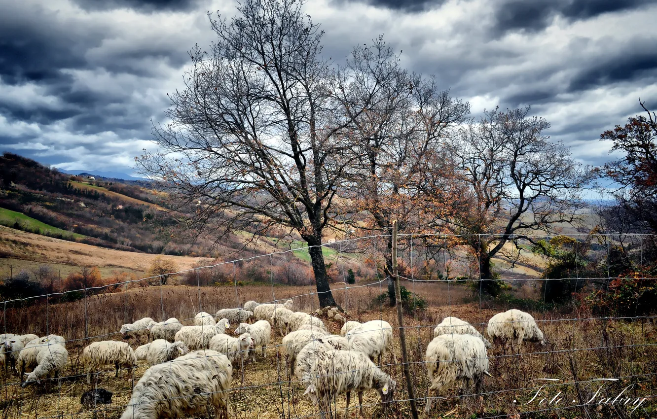 Photo wallpaper autumn, trees, sheep, pasture, the herd, Fabry