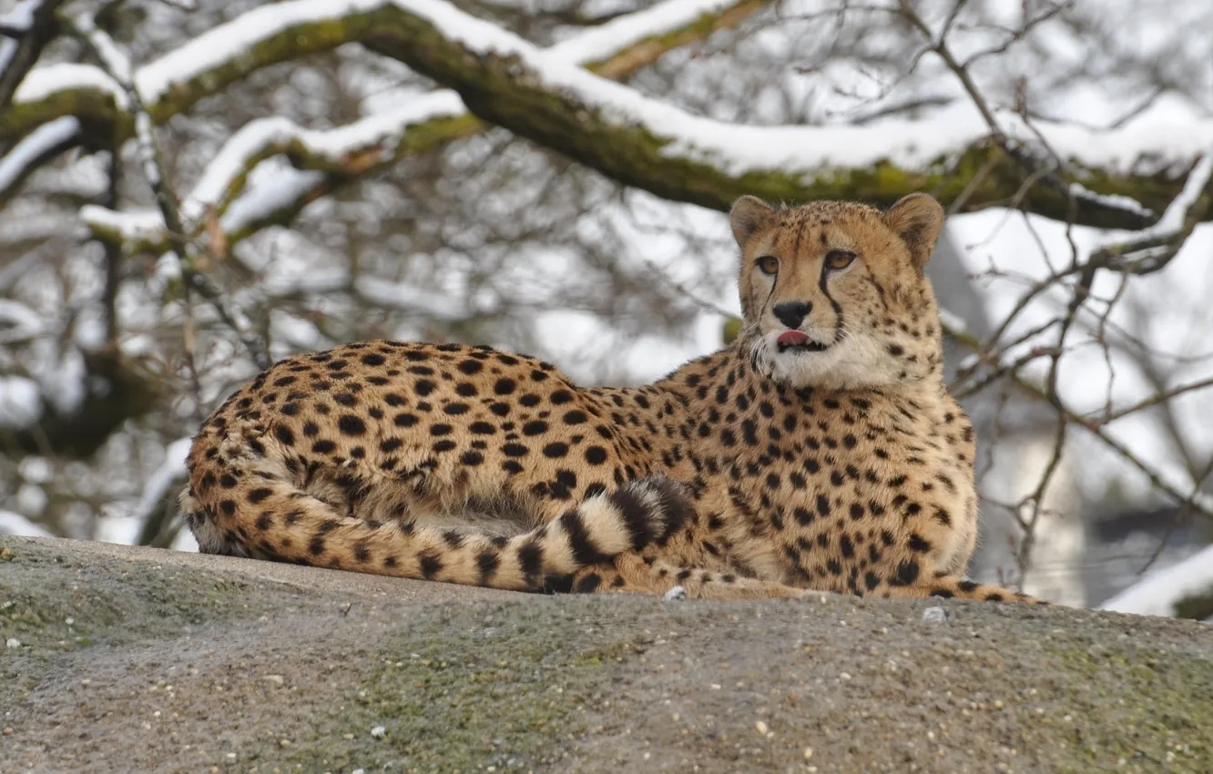 Photo wallpaper winter, stones, stay, Cheetah, wild cat