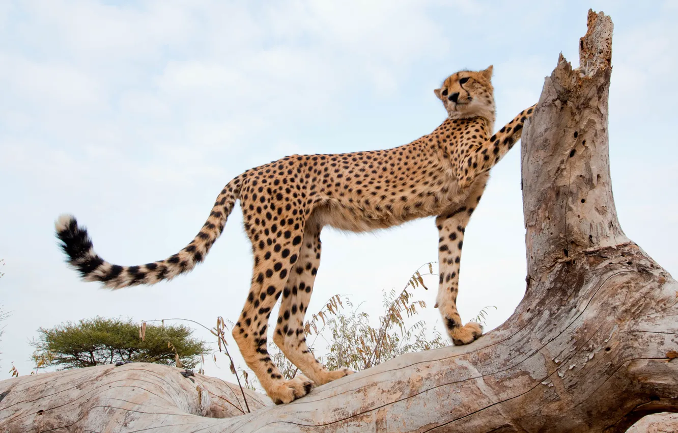 Photo wallpaper cat, tree, Cheetah, snag
