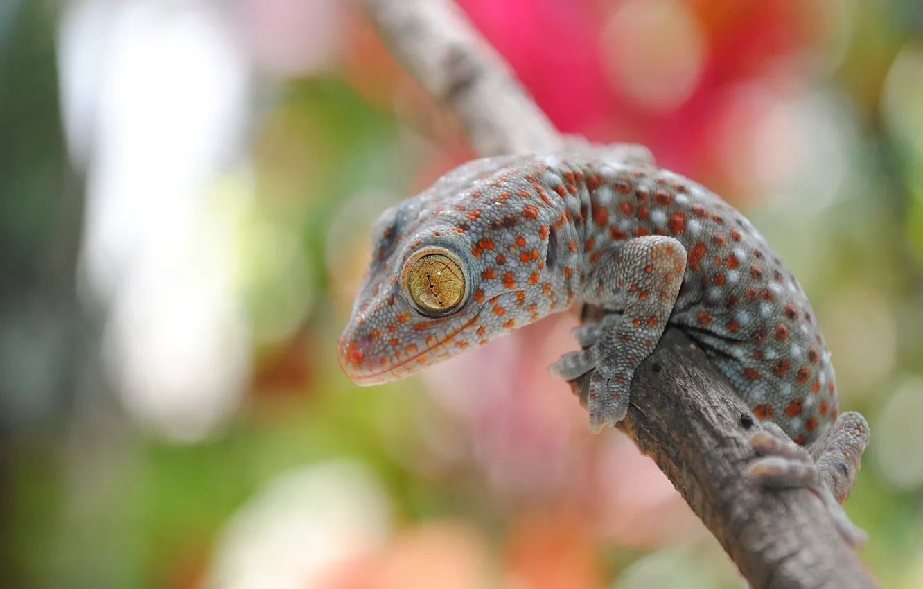 Photo wallpaper pose, lizard, Gecko, reptile