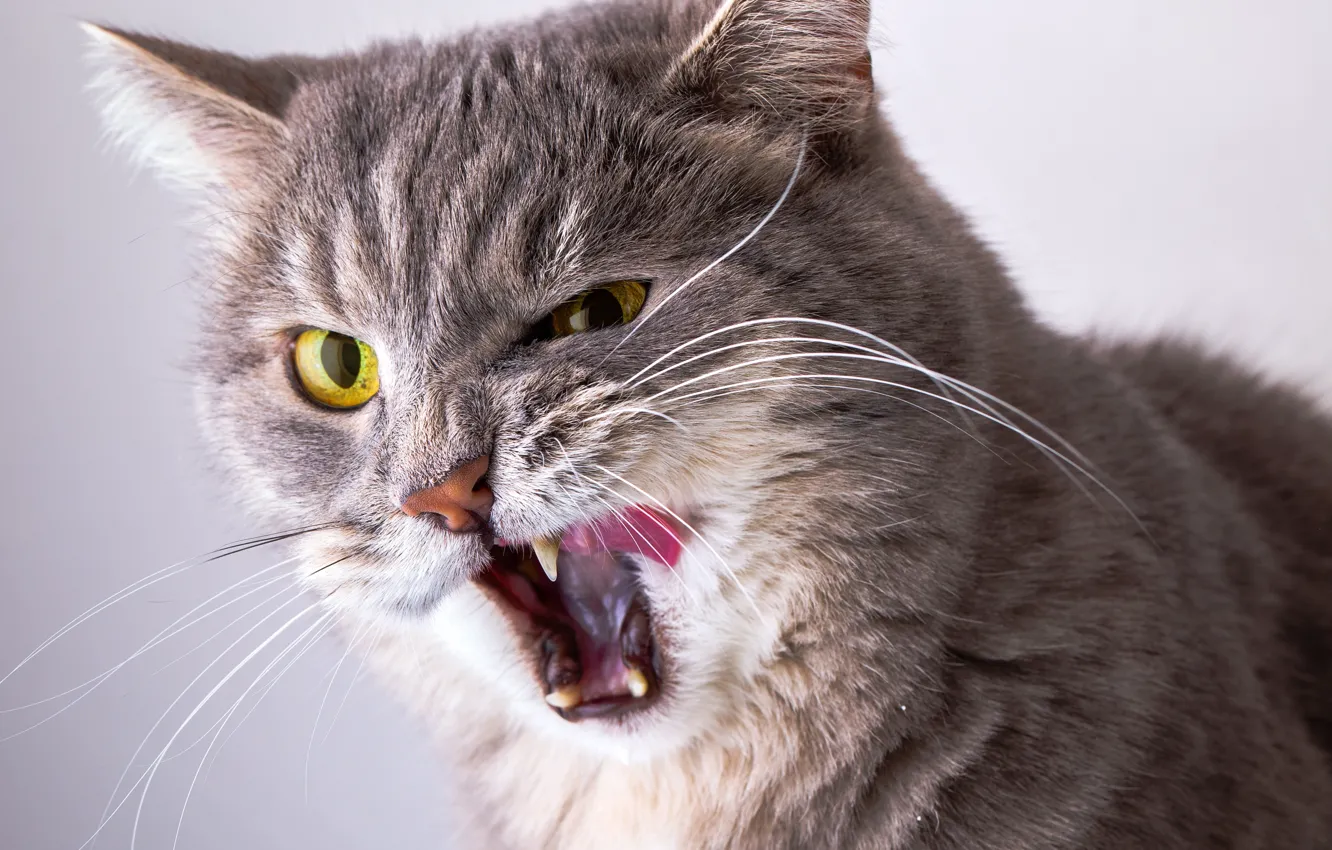 Photo wallpaper Cat, Cat, Teeth, Face, Animals