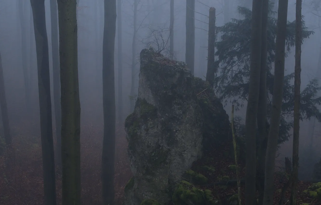 Photo wallpaper forest, trees, nature, fog, moss, Niklas Hamisch