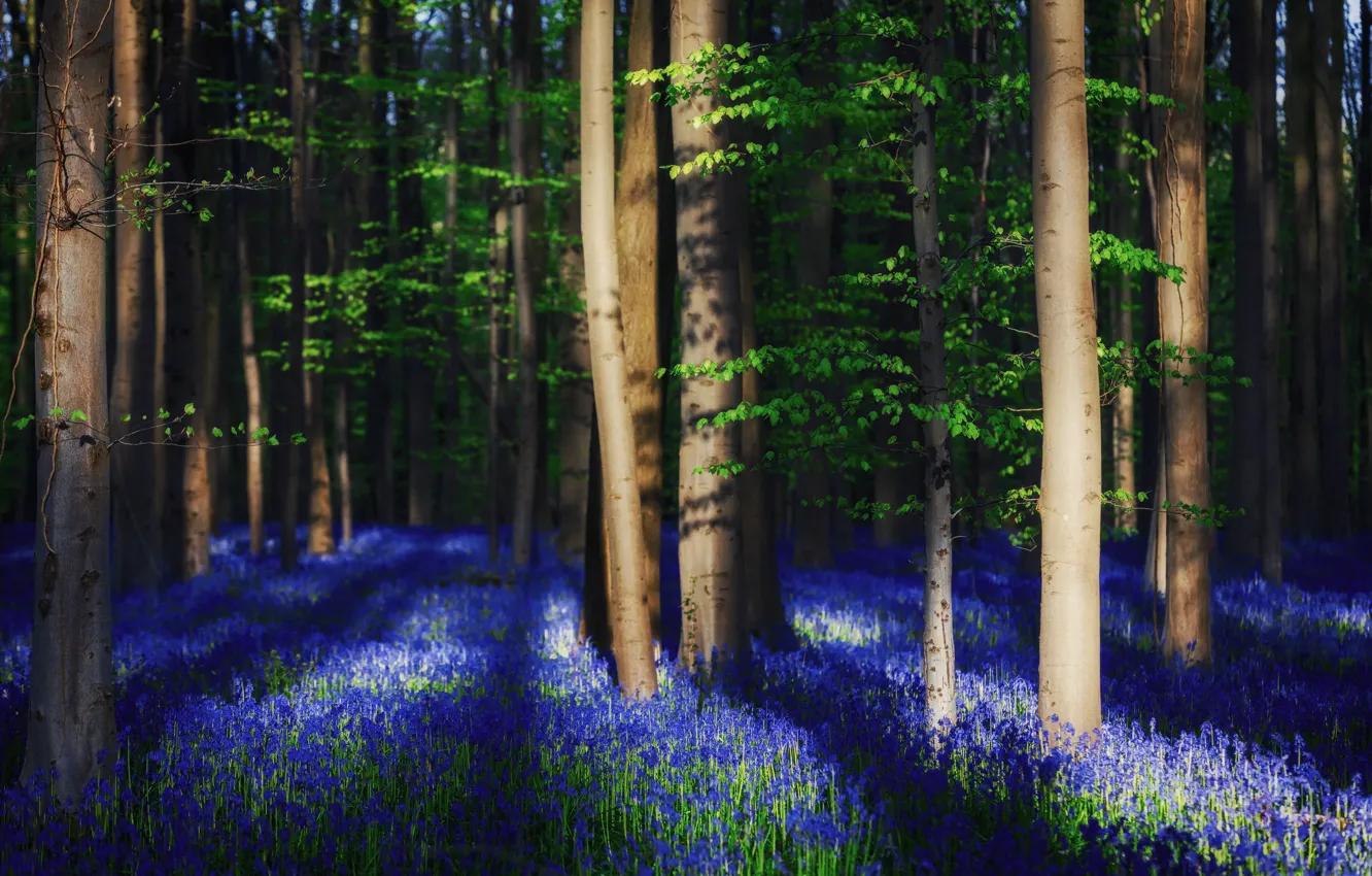 Photo wallpaper forest, light, trees, flowers, spring, shadows, Belgium, bells