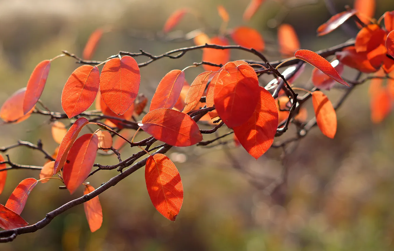 Photo wallpaper autumn, macro, light, foliage, orange, branch