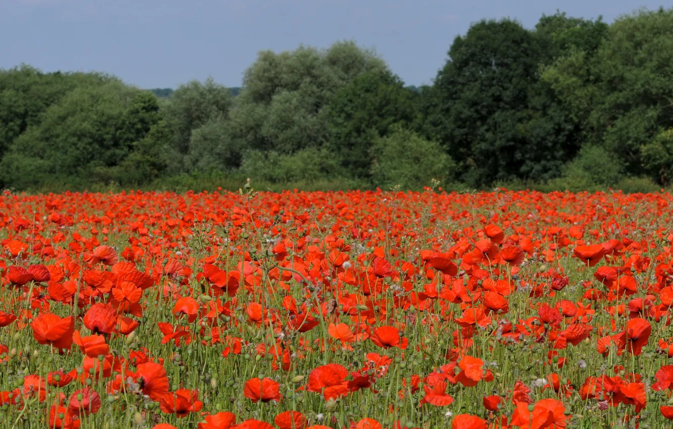 Photo wallpaper field, trees, flowers, Maki, flowering