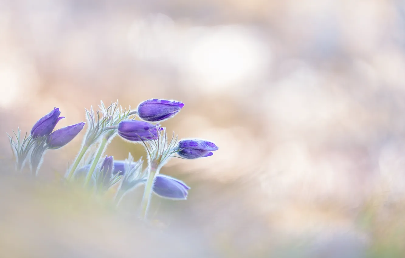 Photo wallpaper purple, macro, flowers, spring, petals, blur, primrose, lilac