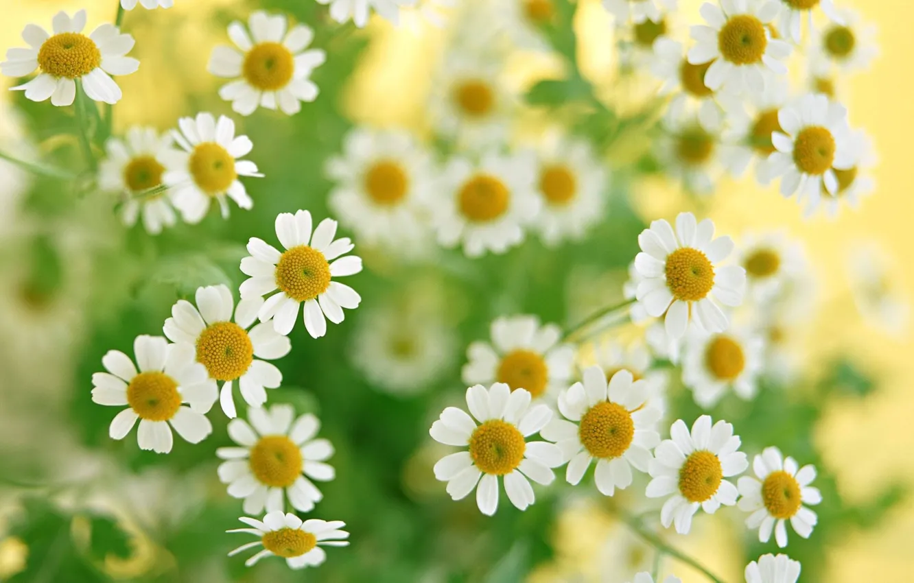 Photo wallpaper greens, macro, flowers, chamomile, bouquet, plants, white