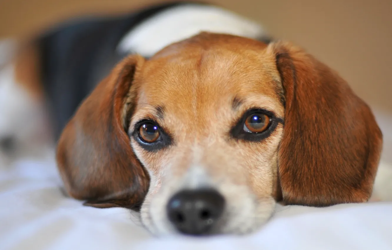 Photo wallpaper sadness, dog, Beagle