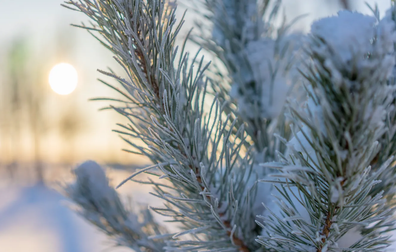 Photo wallpaper frost, the sun, snow, tree, frost