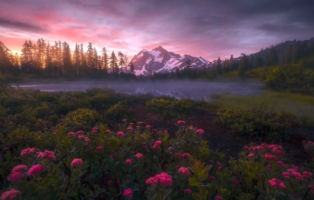 Photo wallpaper sunset, flowers, nature