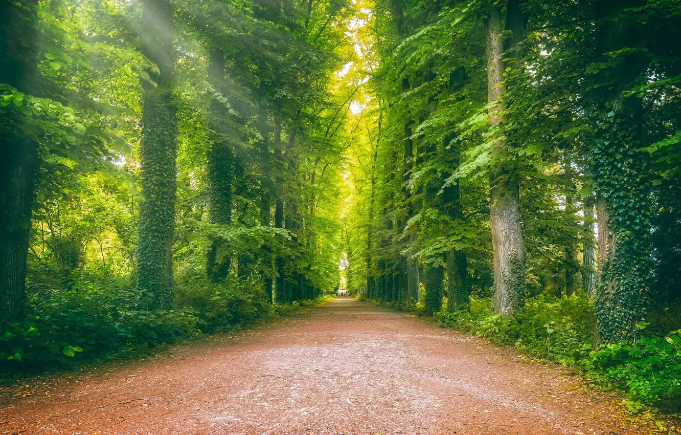 Photo wallpaper road, greens, forest, summer, rays, light, Park, thickets