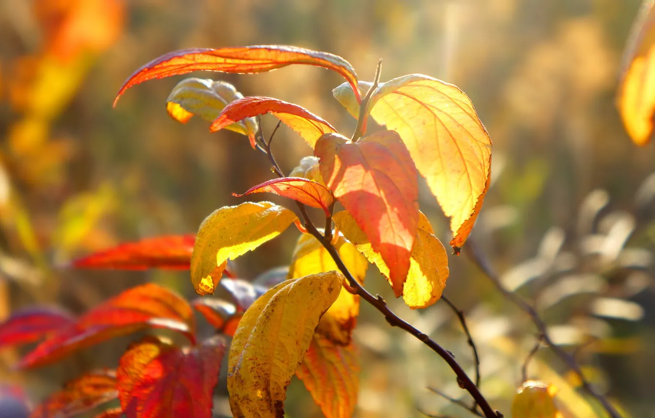 Photo wallpaper autumn, leaf, twig