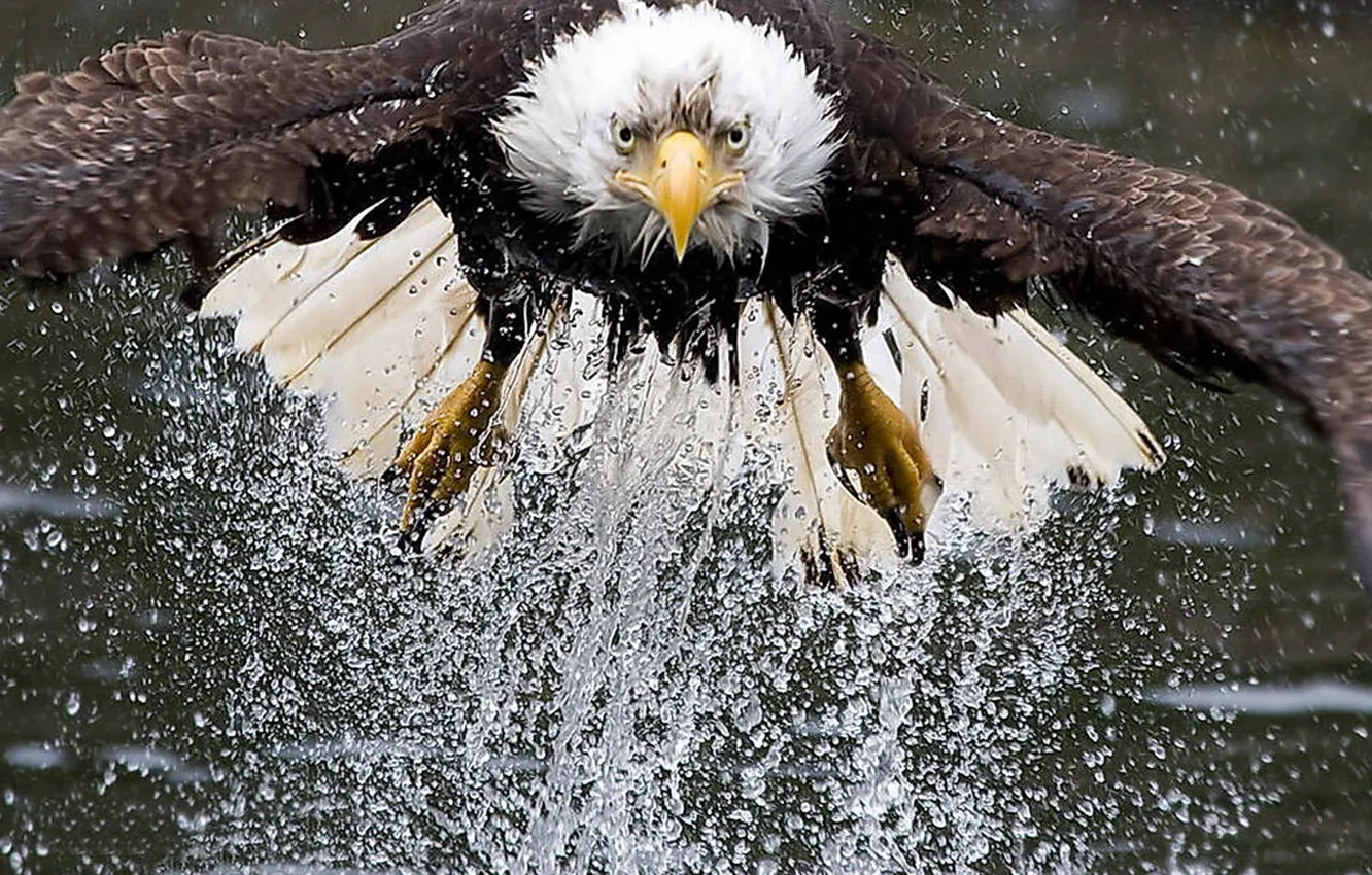 Photo wallpaper Eagle, bird, wild life, Bad hair day