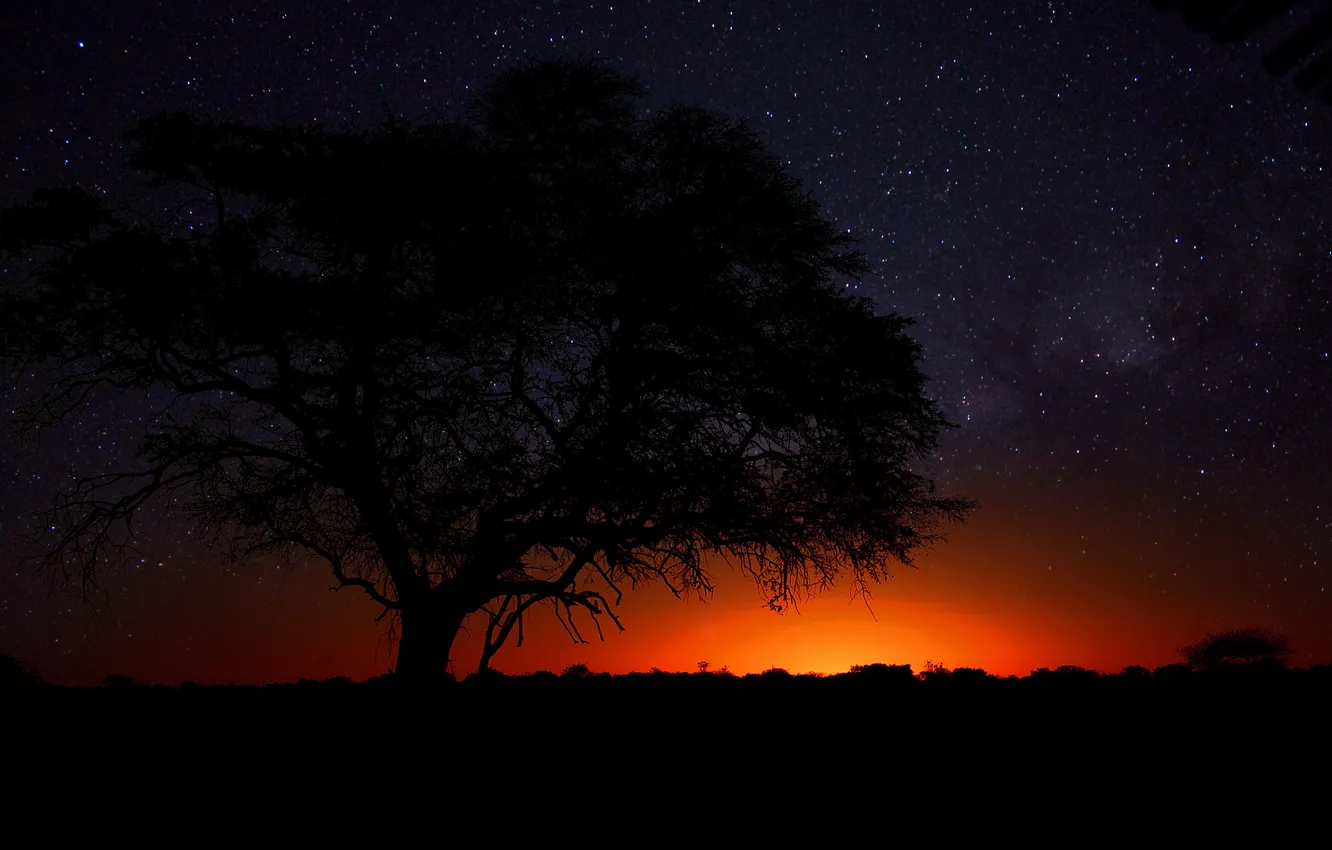 Photo wallpaper trees, desert, Savannah, Africa, Namibia