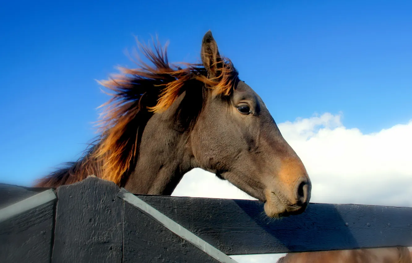 Photo wallpaper the sky, horse, the fence