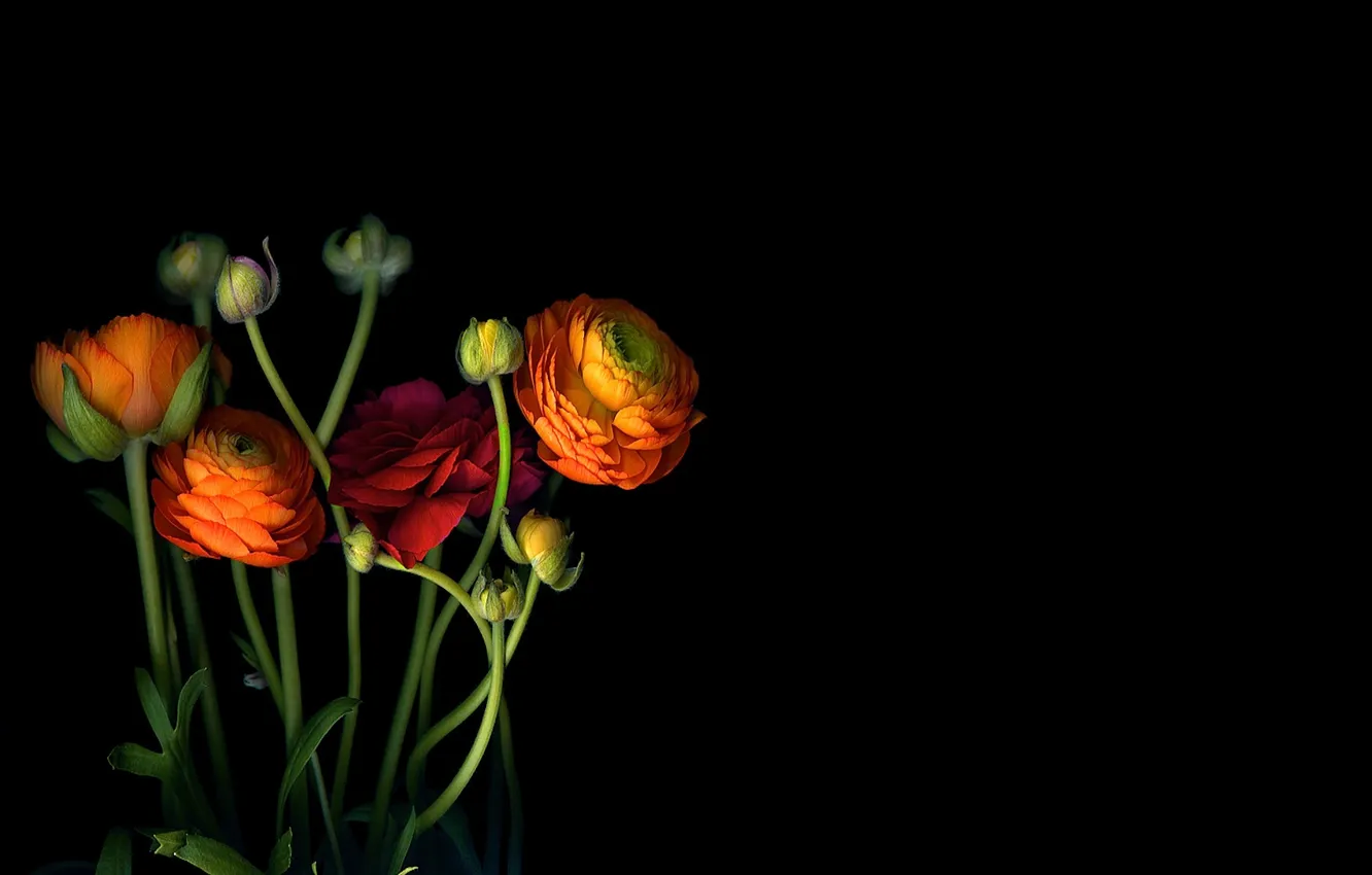 Photo wallpaper light, shadow, petals, stem, buds, the bushes