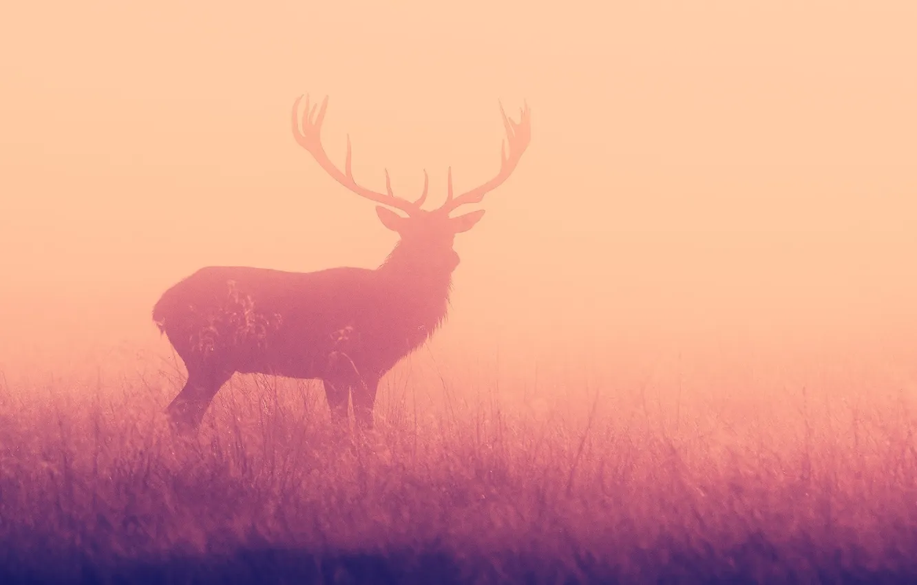 Photo wallpaper fog, deer, silhouette, horns