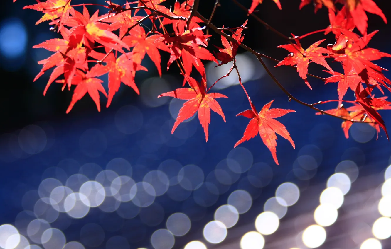Photo wallpaper branches, red, glare, maple