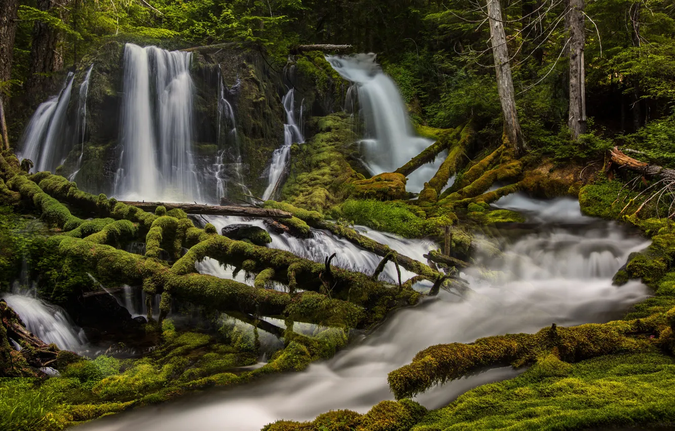Photo wallpaper forest, river, waterfall, moss, Washington, Washington State, Skamania, Skamania County