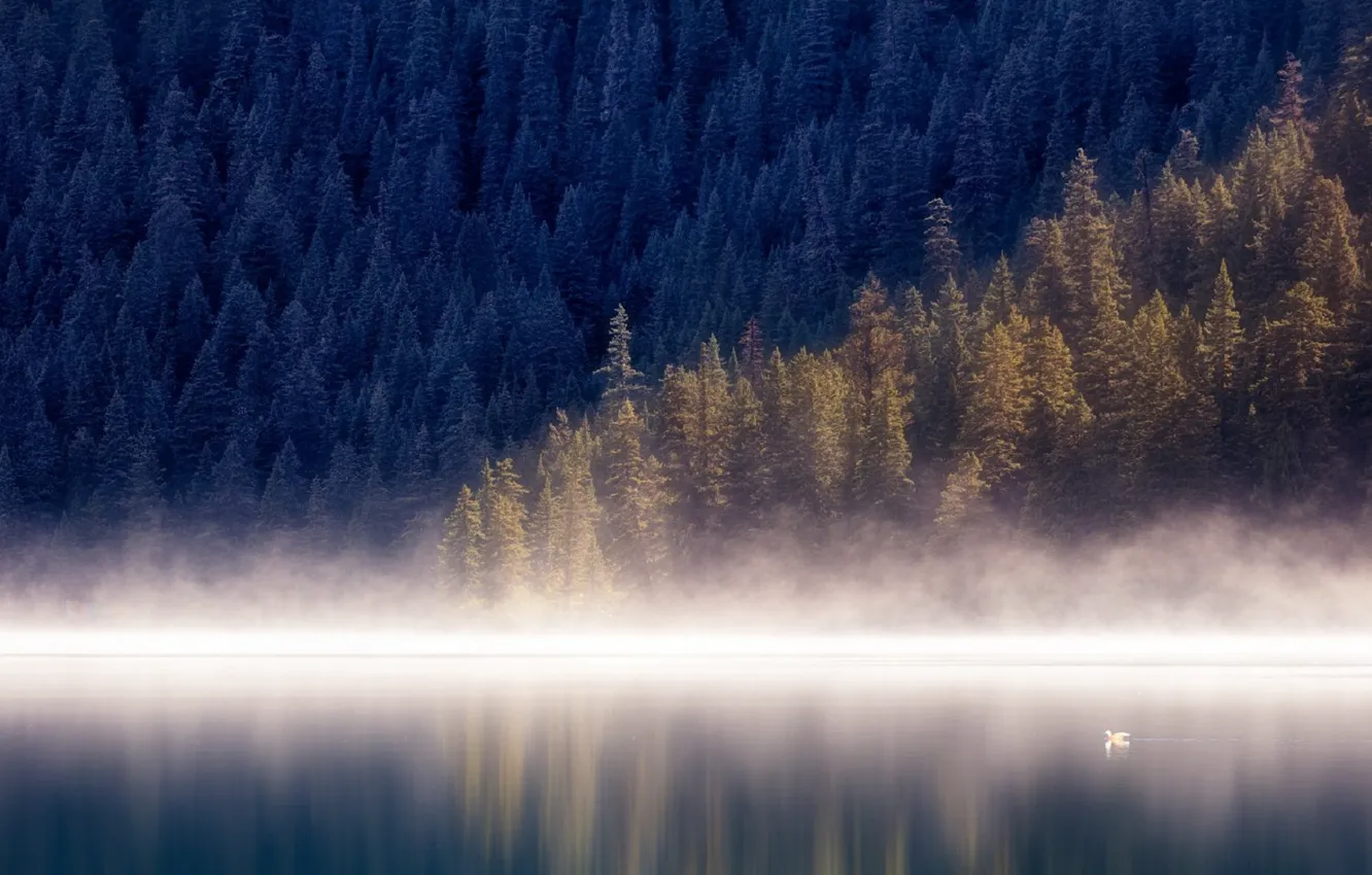 Photo wallpaper water, trees, fog, bird, beauty, photographer selions