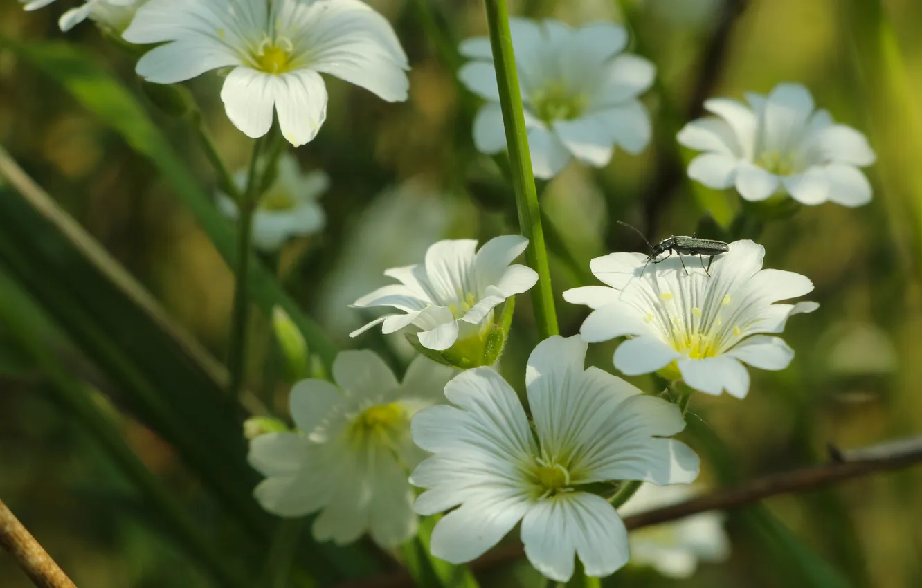 Photo wallpaper white, Flowering, hornwort