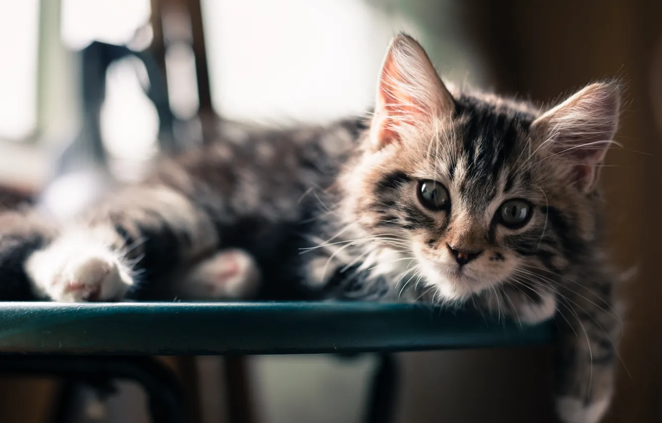 Photo wallpaper look, muzzle, cat