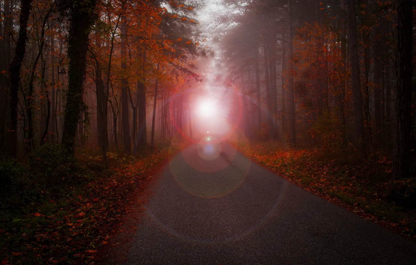 Photo wallpaper road, autumn, forest, light