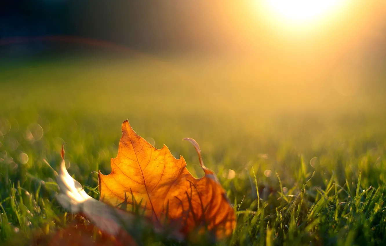 Photo wallpaper autumn, grass, leaves, the sun, light, sunset, nature, the evening