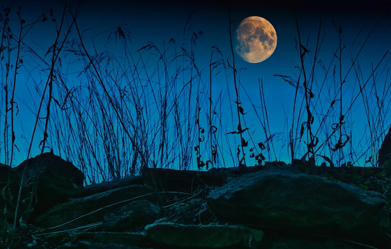 Photo wallpaper the sky, grass, night, blue, stones, the moon, stem, silhouette