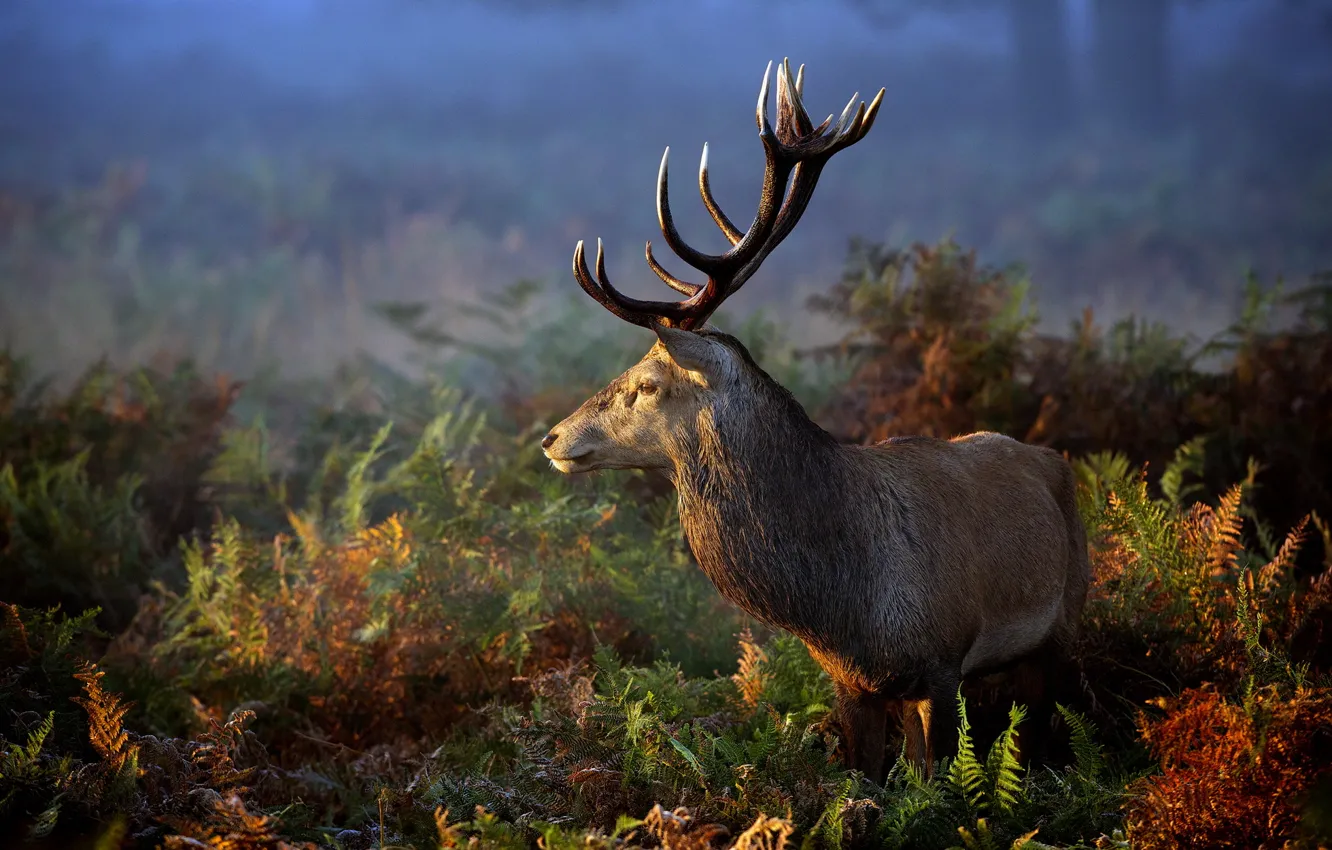 Photo wallpaper grass, nature, animal, deer, horns
