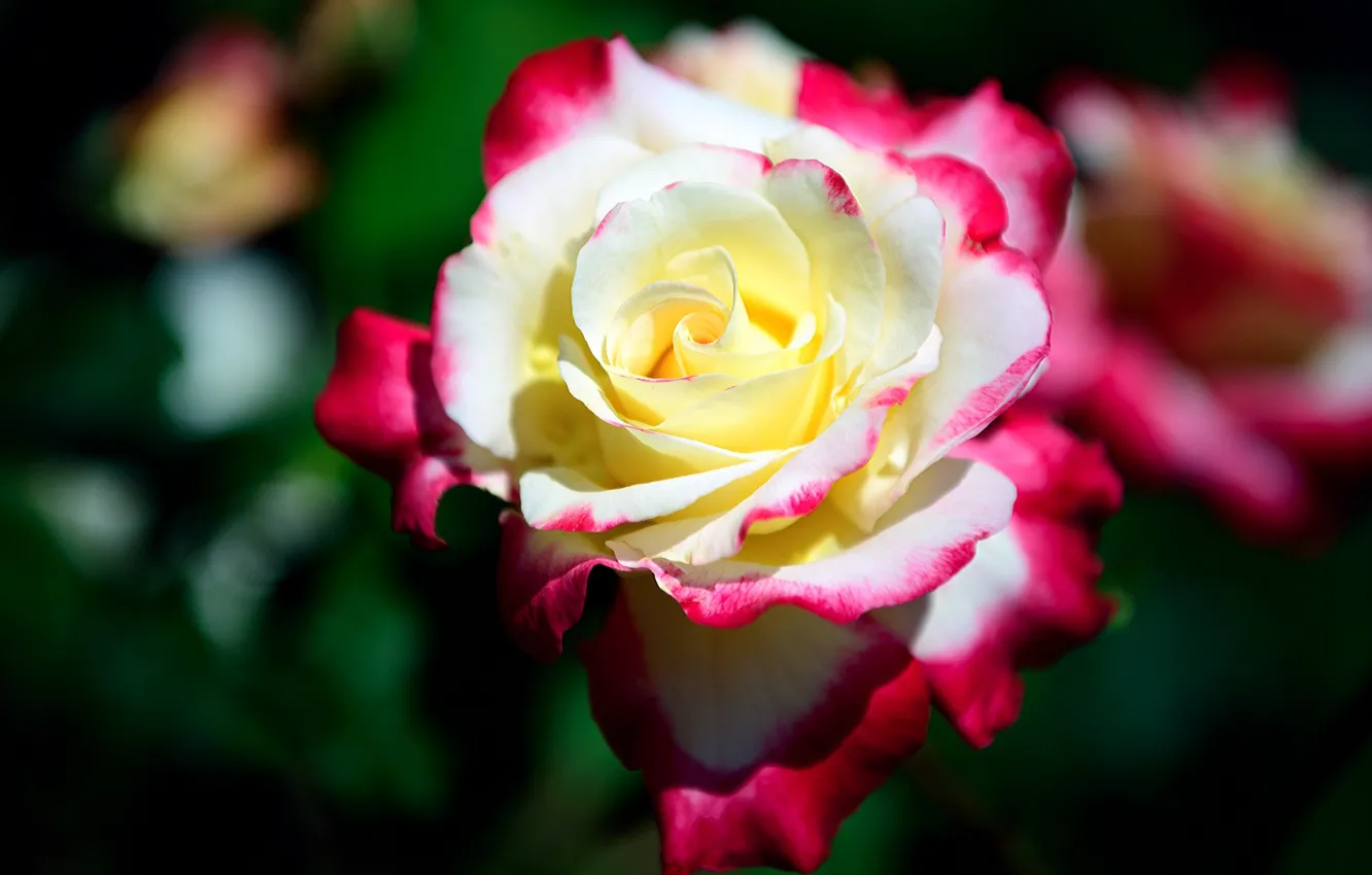 Photo wallpaper blur, motley, rosebud