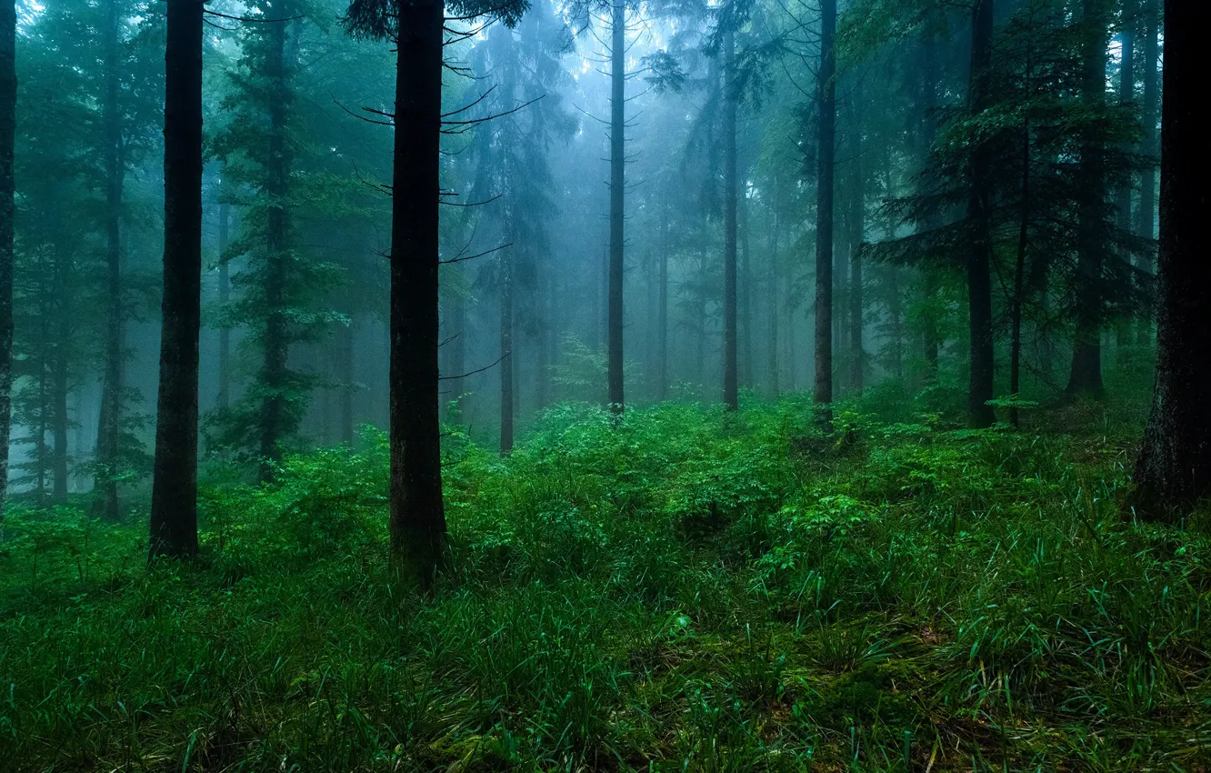 Photo wallpaper forest, trees, nature, fog