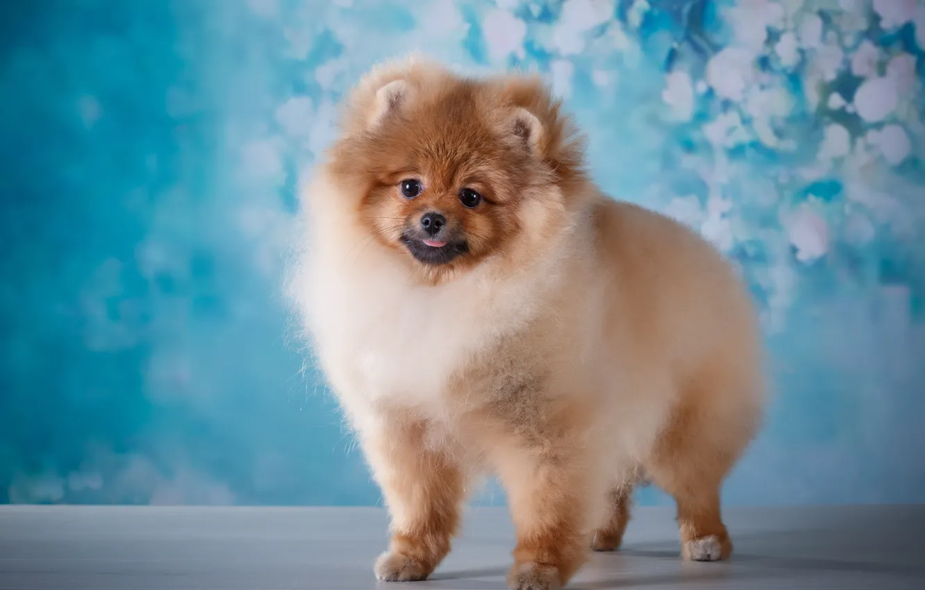 Photo wallpaper look, baby, puppy