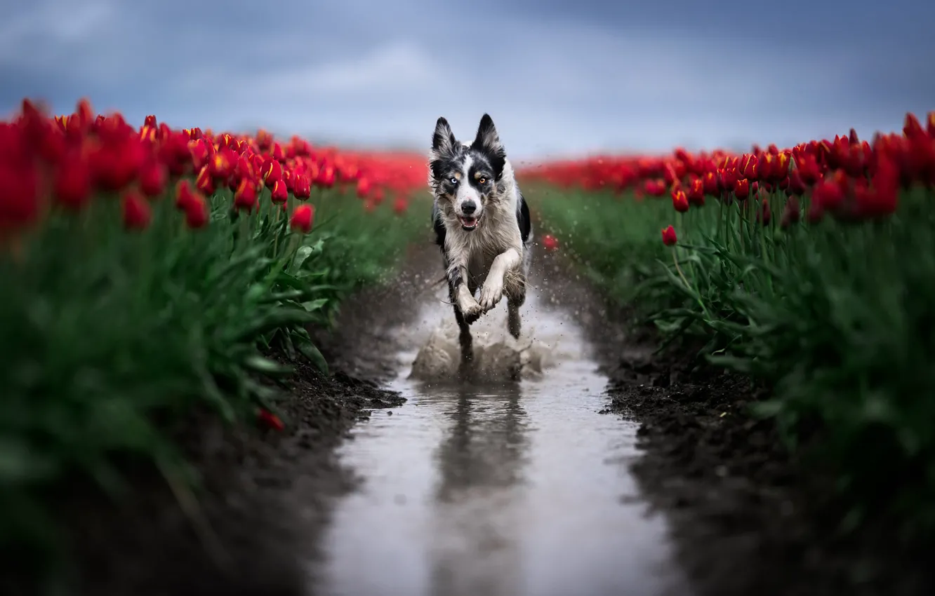 Photo wallpaper the sky, look, water, flowers, squirt, red, nature, pose
